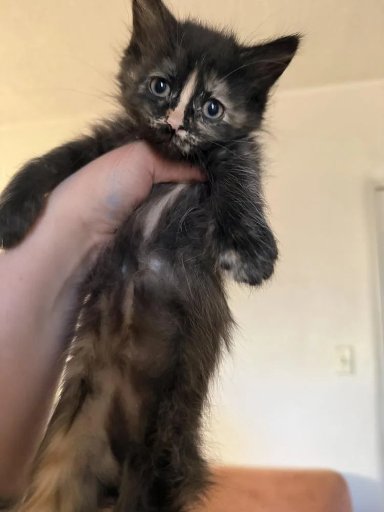 Chloe