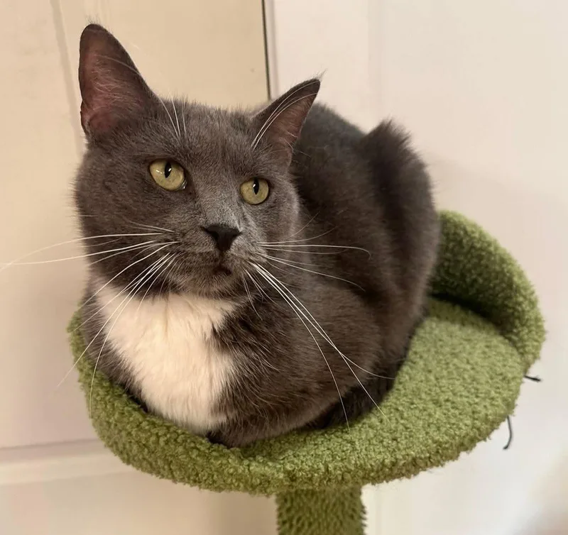 An adult medium-sized female Domestic Short Hair cat named Lita for adoption in Holland, Michigan