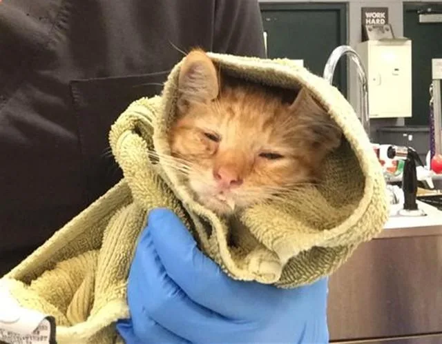 A baby small-sized male Domestic Short Hair cat named Duck for adoption in Thousand Palms, CA