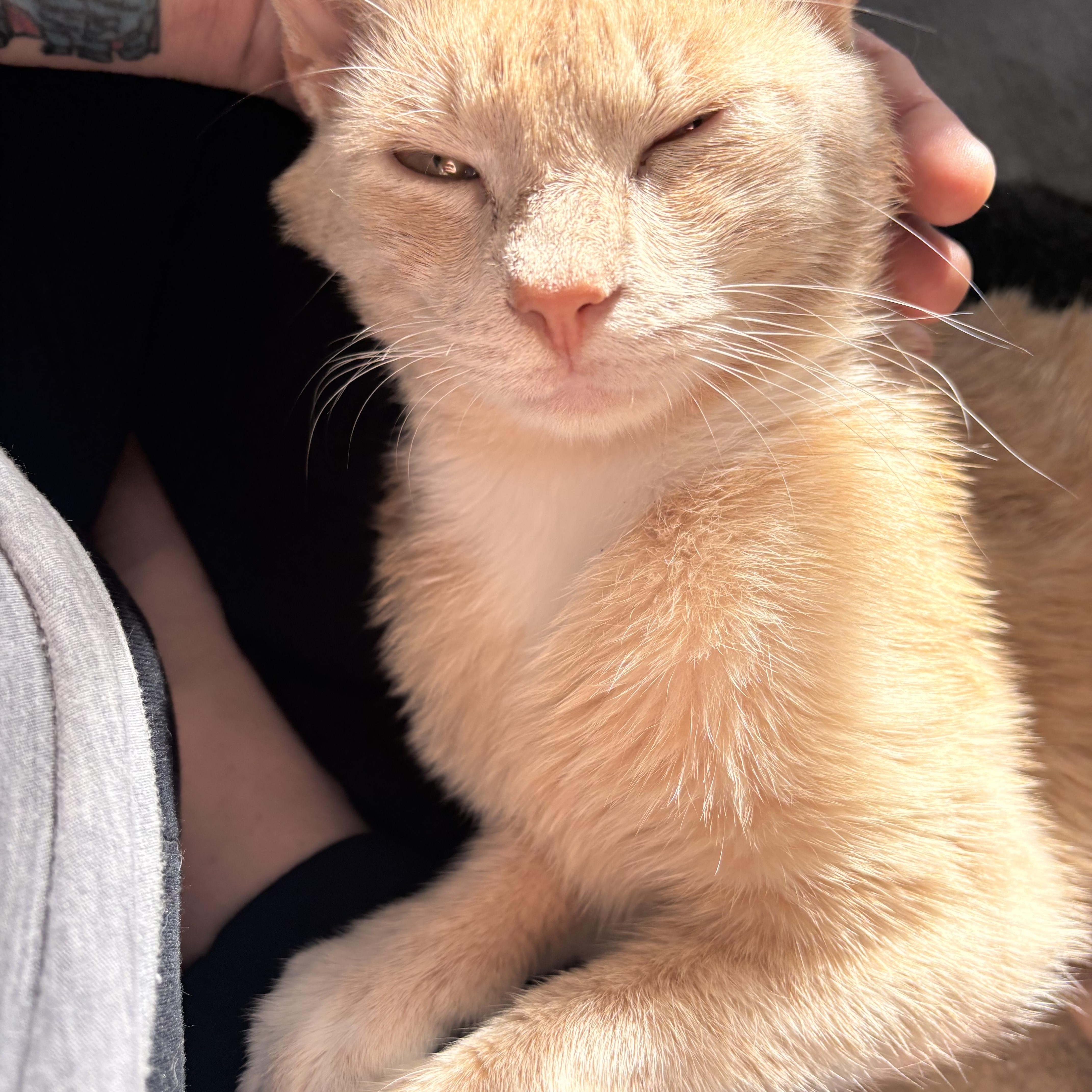A young medium-sized male Tabby cat named Sampson. for adoption in Charlotte, NC