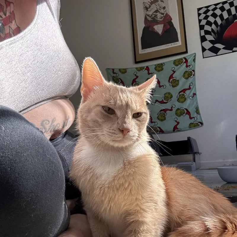 Sampson. thumbnail 3