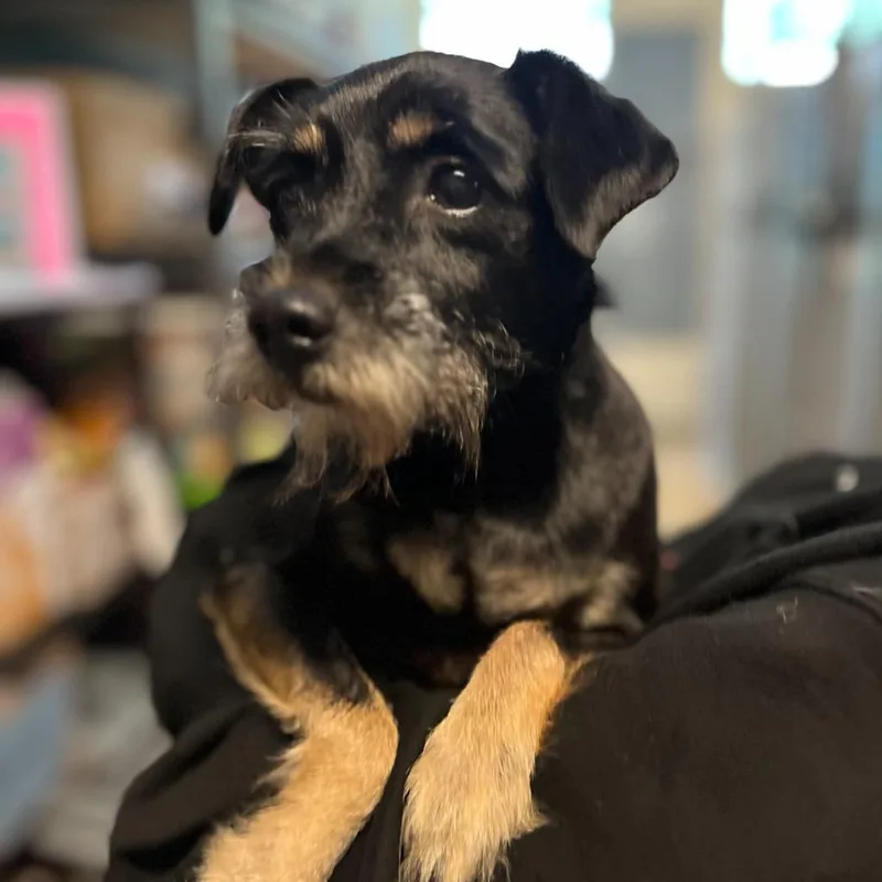 An adult medium-sized female Schnauzer dog named Anna for adoption in Eastsound, WA