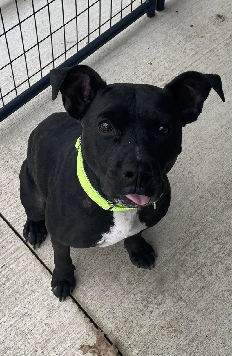 An adult medium-sized female Pit Bull Terrier dog named Nova for adoption in Salem, OH