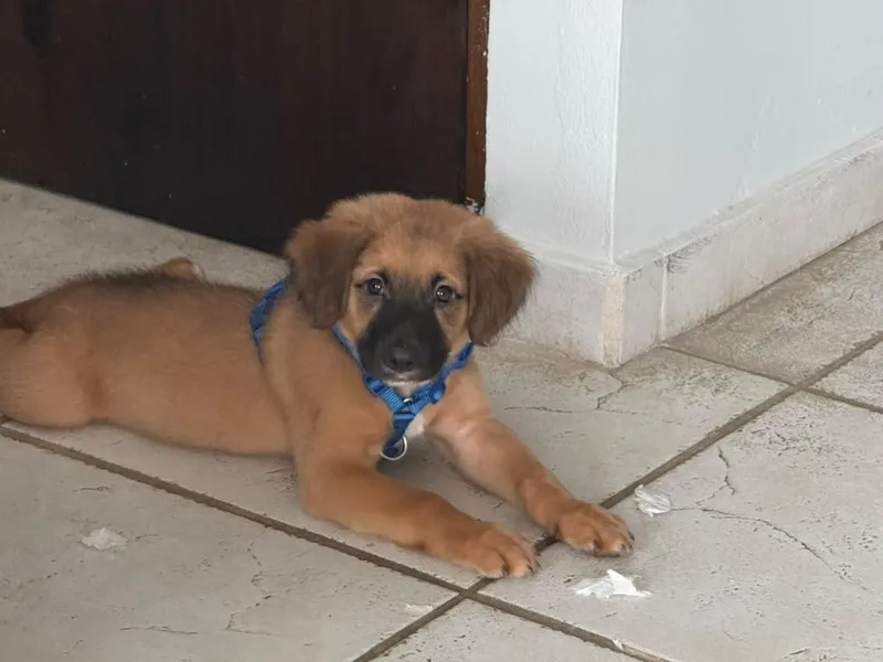 A baby small-sized male Hound dog named Rusty for adoption in Pleasant Valley, NY