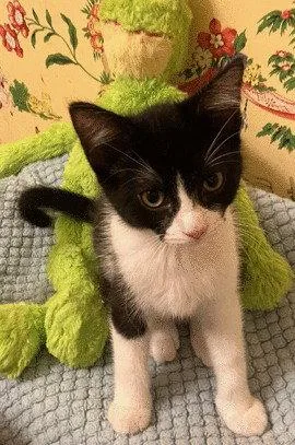 A baby small-sized male Black & White / Tuxedo Domestic Short Hair cat named Paxton C Ingram for adoption in Saunderstown, RI