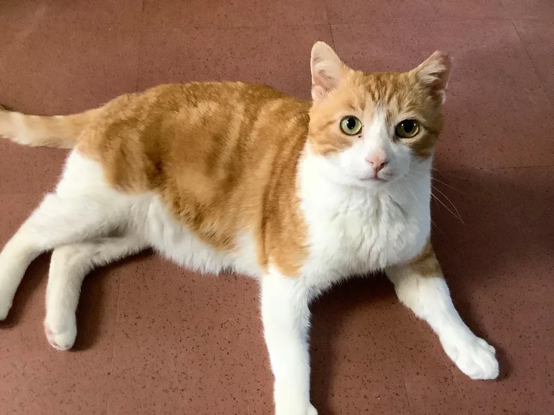 An adult large-sized male Orange & White Domestic Short Hair cat named Thomas O'malley for adoption in Charlestown, NH