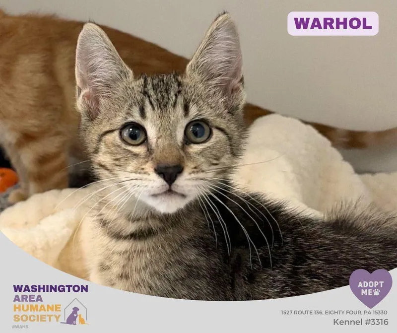 A baby small-sized male Tabby (Brown / Chocolate) Domestic Short Hair cat named Warhol for adoption in Eighty Four, PA