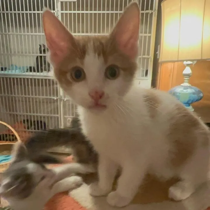 A baby small-sized male White Domestic Short Hair cat named Cooper for adoption in Woodstock, VA