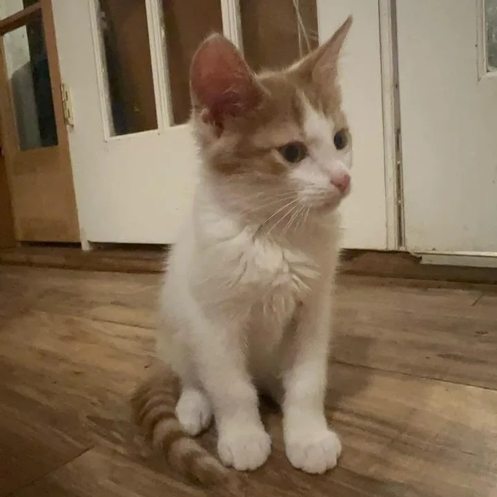 Cooper thumbnail 5