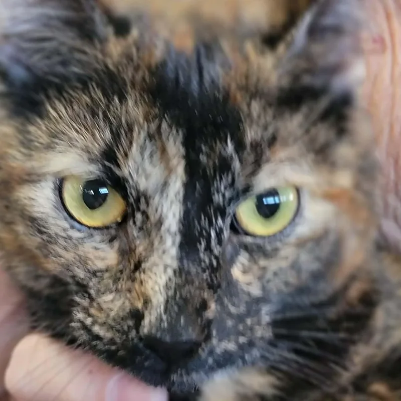 Marbles  Bonded To thumbnail 2