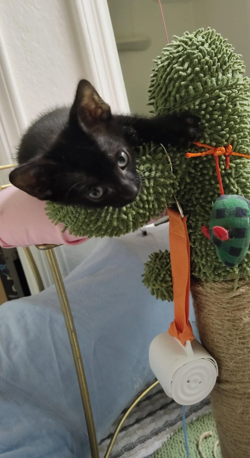 A baby medium-sized male Black Domestic Short Hair cat named Lestat for adoption in Phoenix, AZ