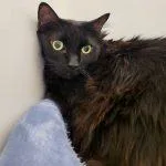 An adult large-sized female Black Domestic Long Hair cat named Prancer AKA Nola for adoption in Green Valley, AZ