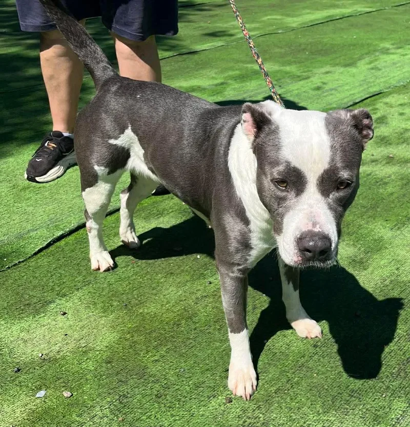 A young medium-sized female Gray / Blue / Silver Pit Bull Terrier dog named Sweetie  An Absolute for adoption in Houston, TX