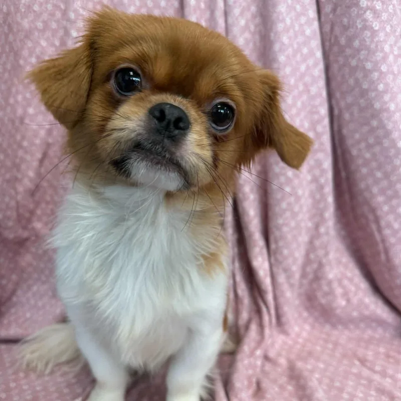 A young small-sized male White / Cream Pekingese dog named Hades for adoption in San Antonio, TX