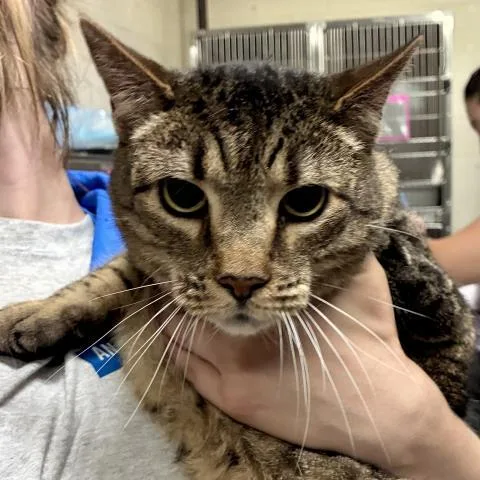 A young medium-sized male Domestic Short Hair cat named Bolter for adoption in Pensacola, FL