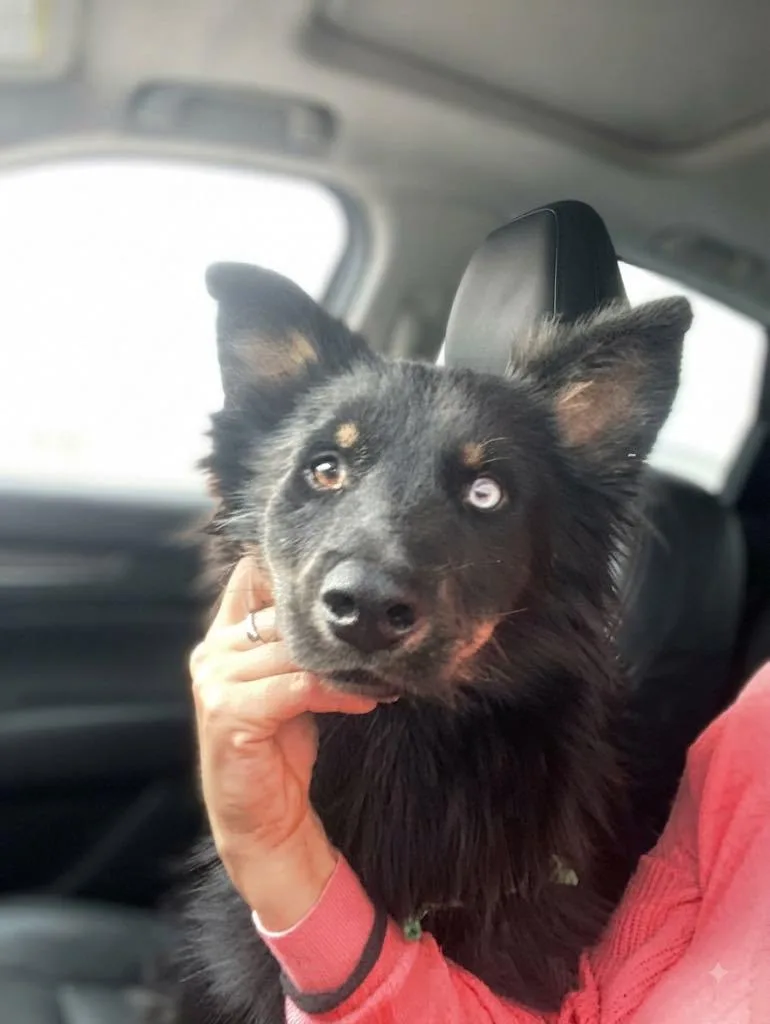 A young medium-sized male Australian Shepherd dog named Jazz for adoption in Escondido, CA