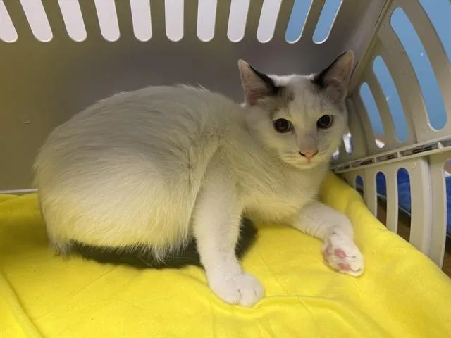 A baby small-sized male Domestic Short Hair cat named Cascasde for adoption in Garland, TX