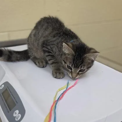 A baby small-sized male Domestic Short Hair cat named Micro Machine for adoption in Westland, MI
