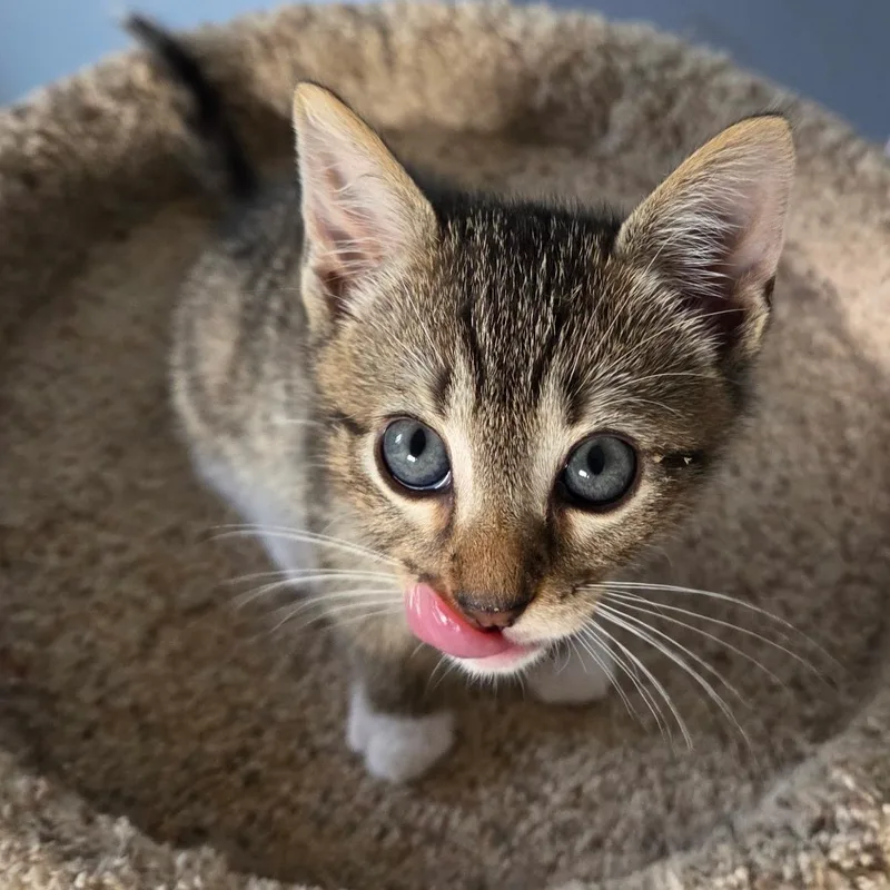 A baby small-sized male Tabby (Brown / Chocolate) Domestic Short Hair cat named Dain for adoption in Fairfax Station, VA