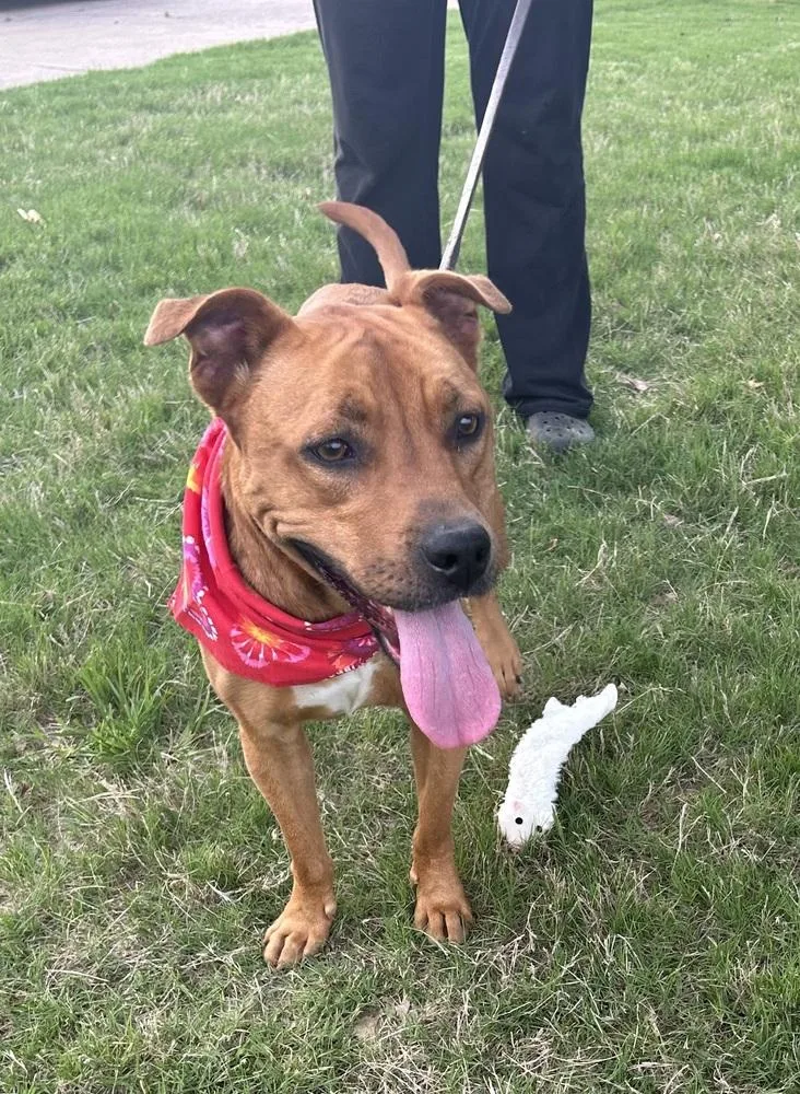 A young medium-sized male Tricolor (Brown, Black, & White) Pit Bull Terrier dog named Draco for adoption in Horn Lake, MS