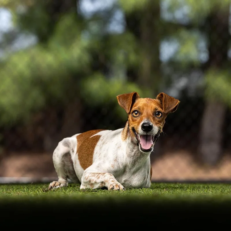 An adult small-sized female Jack Russell Terrier dog named Marie for adoption in Jupiter, FL