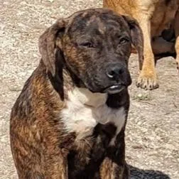 A young small-sized male Brindle Staffordshire Bull Terrier dog named Ninja for adoption in Rogersville, MO