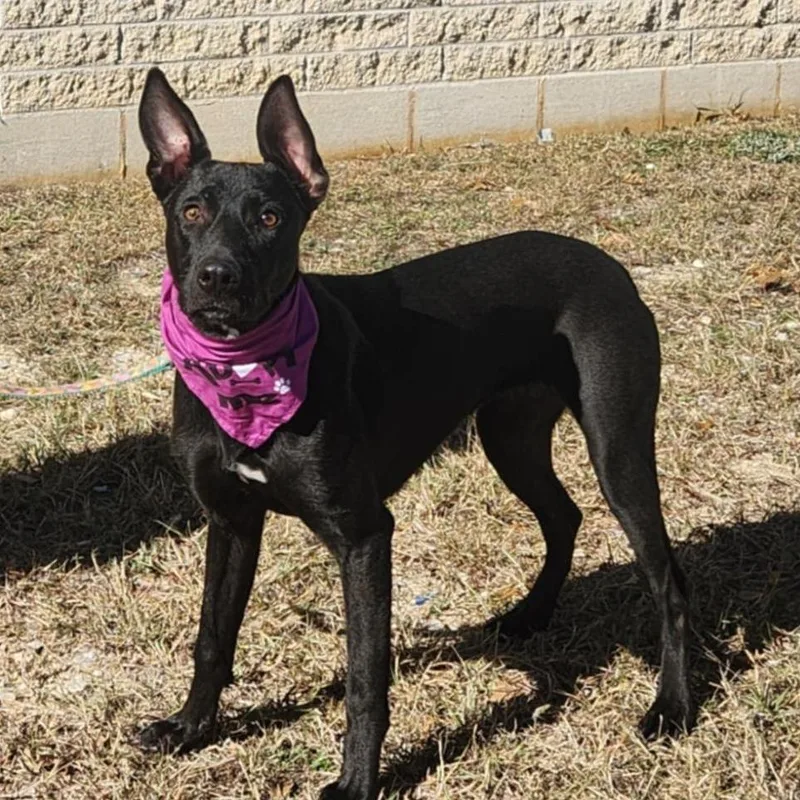 Truffles Bw thumbnail 2