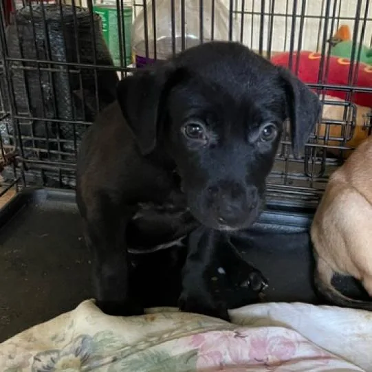 Truffles Bw thumbnail 3