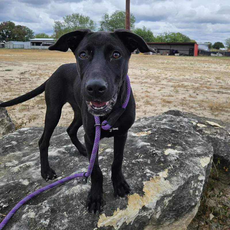 Truffles Bw thumbnail 4