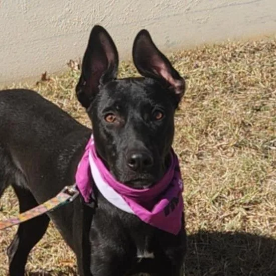 Truffles Bw thumbnail 6