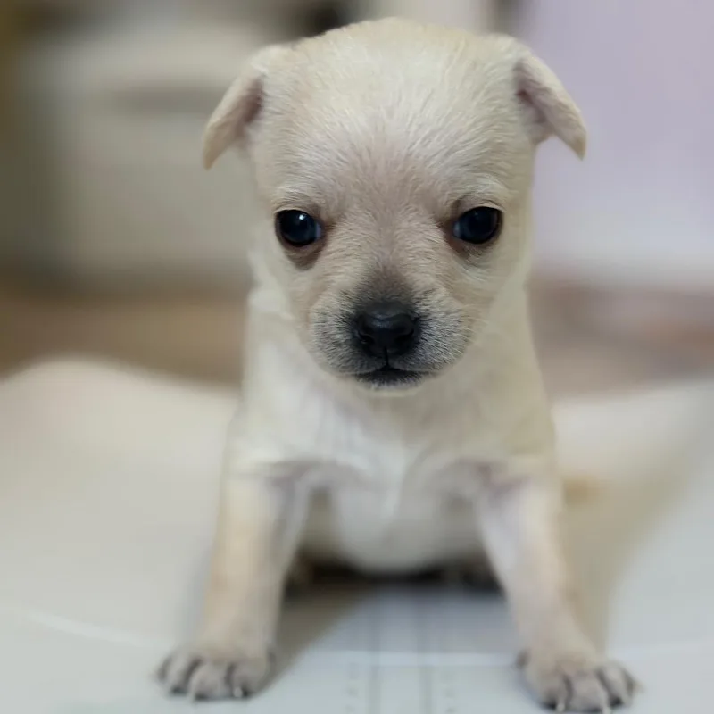A young small-sized female White / Cream Chihuahua dog named Sky for adoption in San Pablo, CA