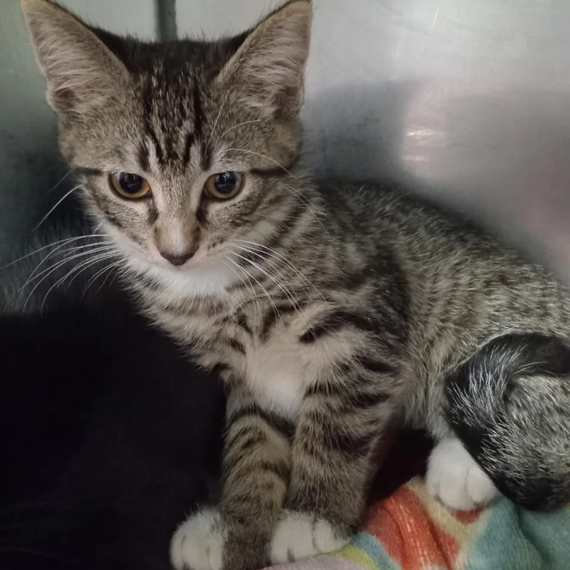 A baby small-sized female Gray / Blue / Silver Domestic Short Hair cat named Navi for adoption in Tampa, FL