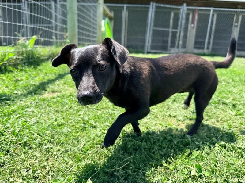 A young small-sized female Chihuahua dog named Yoli for adoption in Hudson, NY