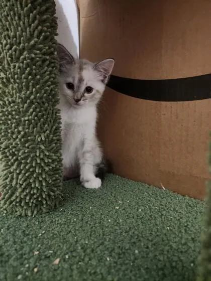 A baby medium-sized female Domestic Short Hair cat named Selene Dion Stephens for adoption in Savannah, GA