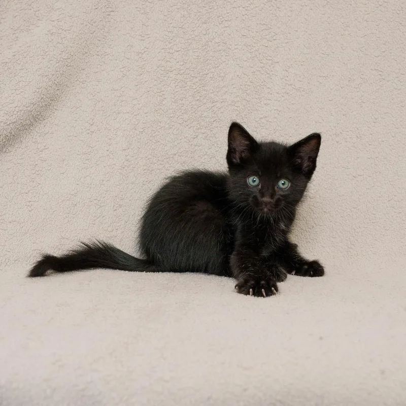 A baby small-sized male Black Domestic Short Hair cat named Kabocha for adoption in Sunnyvale, CA