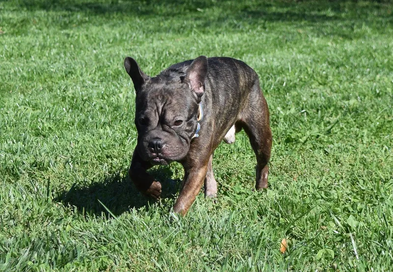 A young small-sized male Brown / Chocolate French Bulldog dog named Rex for adoption in Tomah, WI