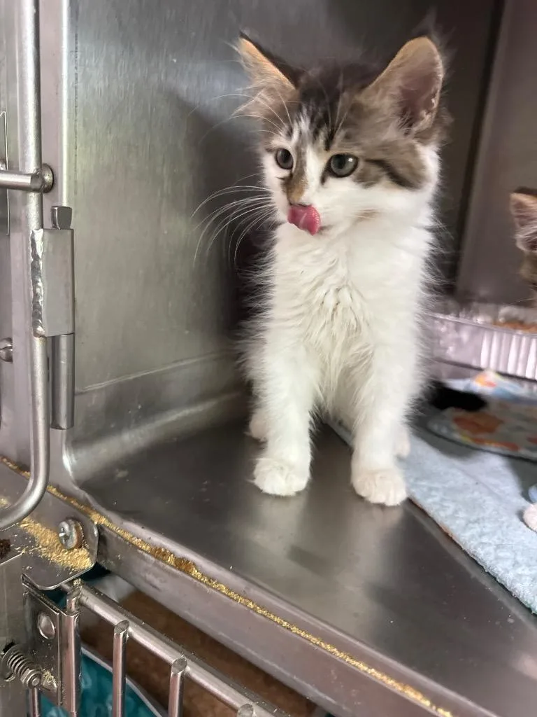 A baby medium-sized female Domestic Long Hair cat named Honeysuckle for adoption in Cumming, GA
