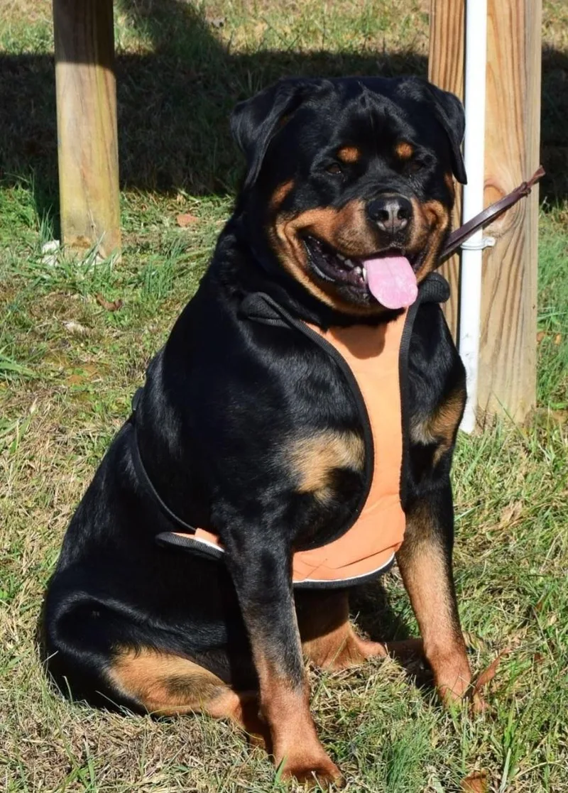 A young large-sized female Black Rottweiler dog named Bailey for adoption in Liberty Center, OH