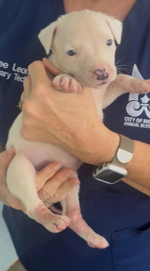 A baby small-sized male Mixed Breed dog named Stan for adoption in Mobile, AL