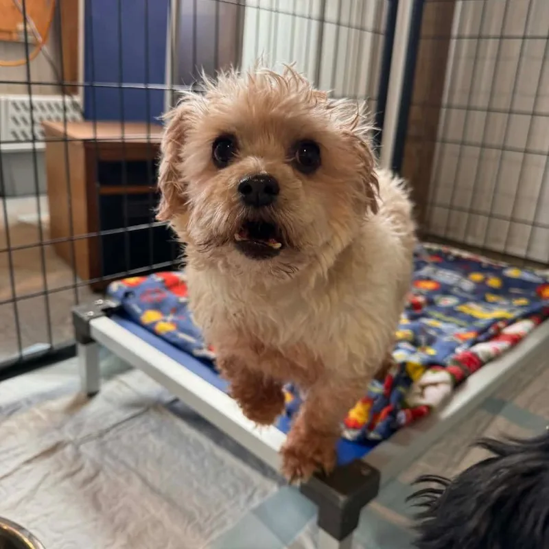 A senior small-sized male White / Cream Mixed Breed dog named Kirby for adoption in Buffalo, MN