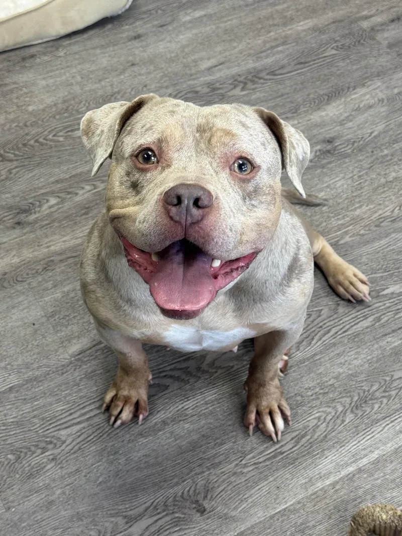 A young large-sized female Merle (Red) American Staffordshire Terrier dog named Taffy for adoption in Newburgh, NY