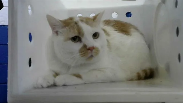 An adult medium-sized female Domestic Short Hair cat named Natasha for adoption in Albuquerque, NM