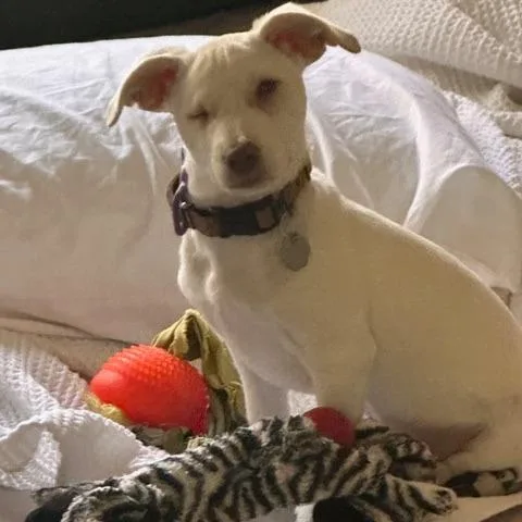 A baby small-sized male Yellow / Tan / Blond / Fawn Chihuahua dog named Dare Devil for adoption in Sonoma, CA