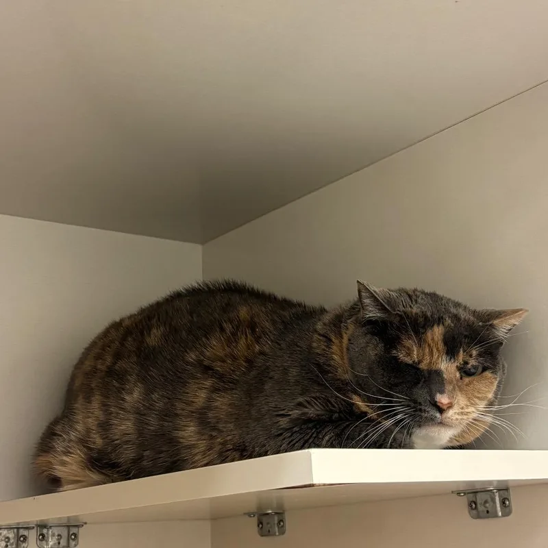 A senior large-sized female Calico Domestic Short Hair cat named Goldie for adoption in Redwood City, CA