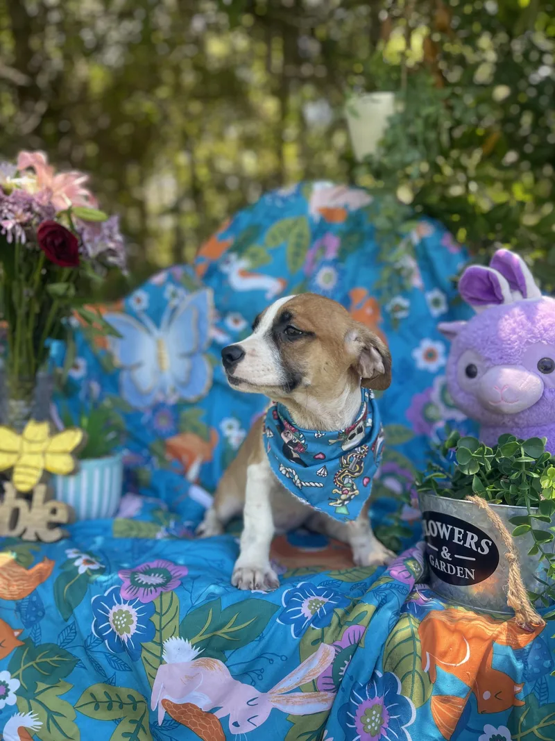 A baby medium-sized male Beagle dog named Quigley for adoption in Sebring, FL