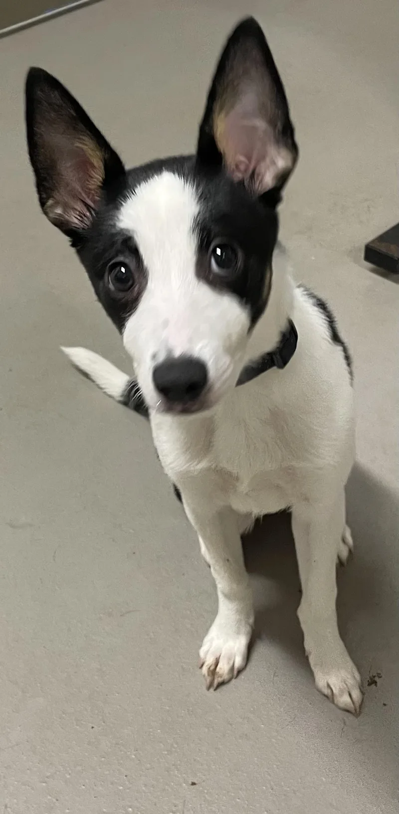 Jasmine Hold thumbnail 3