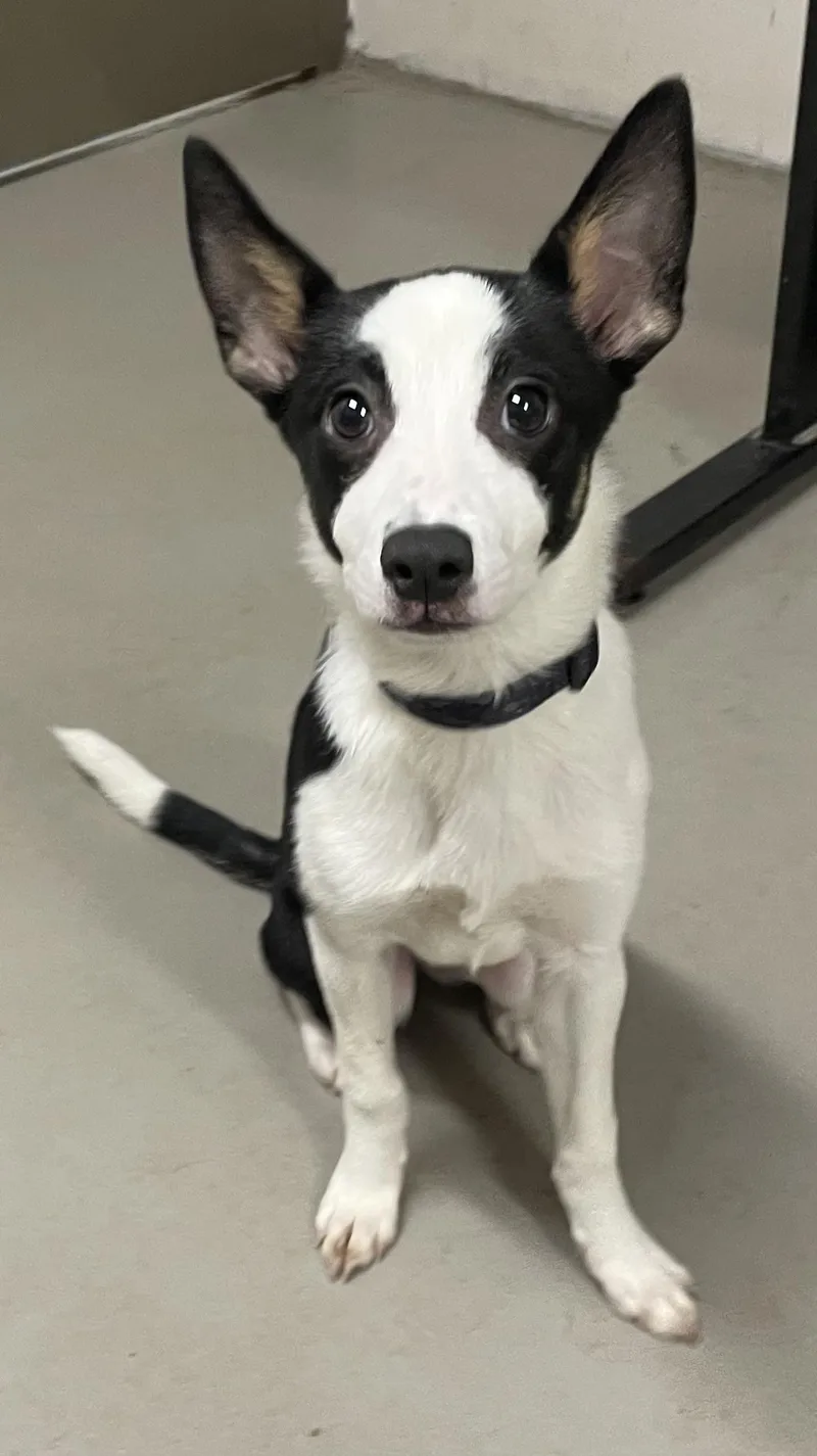 A baby medium-sized female Black Terrier dog named Jasmine Hold for adoption in Canton, OH