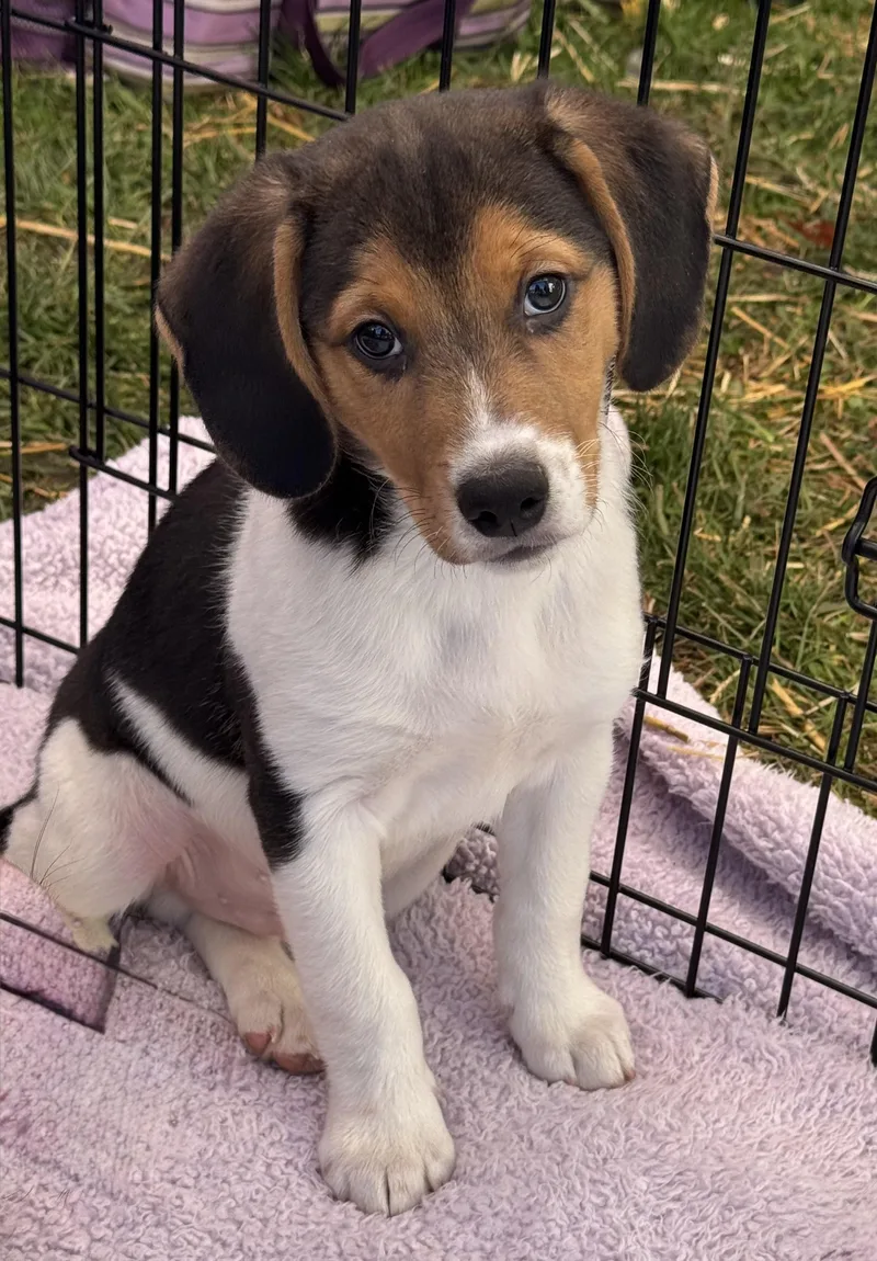 A baby medium-sized male Beagle dog named Sheldon for adoption in Succasunna, NJ