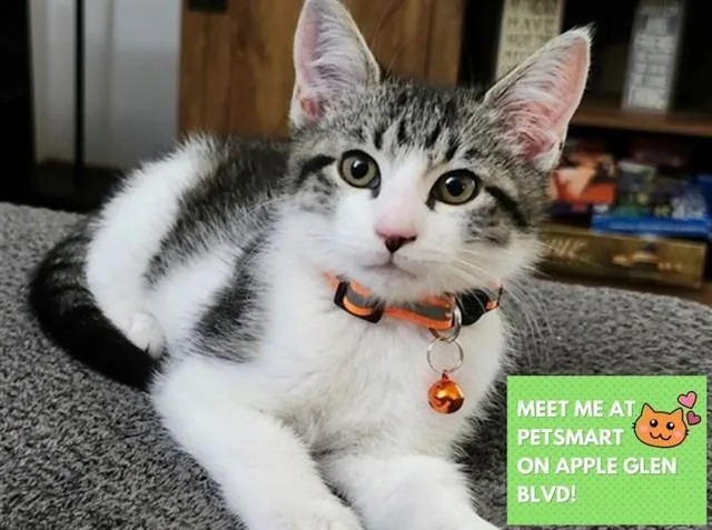 A baby small-sized male Domestic Short Hair cat named Rocky for adoption in Fort Wayne, IN