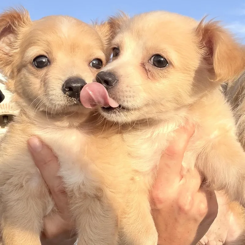 A baby small-sized male Apricot / Beige Chihuahua dog named Luigi for adoption in Brownsville, TX